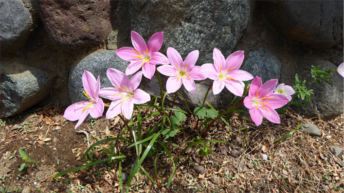 雨に咲く花』: 浅間山麓・北軽井沢の山小屋で・・・