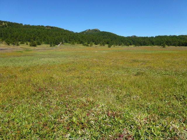 池の平湿原の草紅葉（くさもみじ）: 浅間山麓・北軽井沢の山小屋で・・・